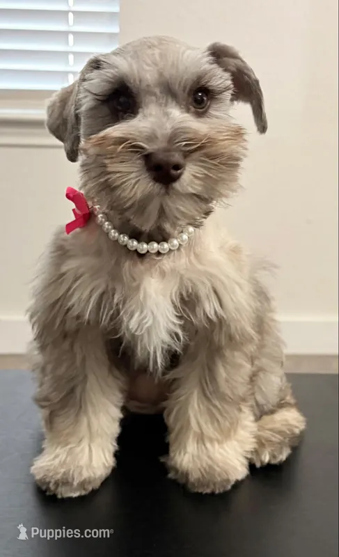 AKC - Sally – Miniature Schnauzer puppy for sale in Woodway, TX