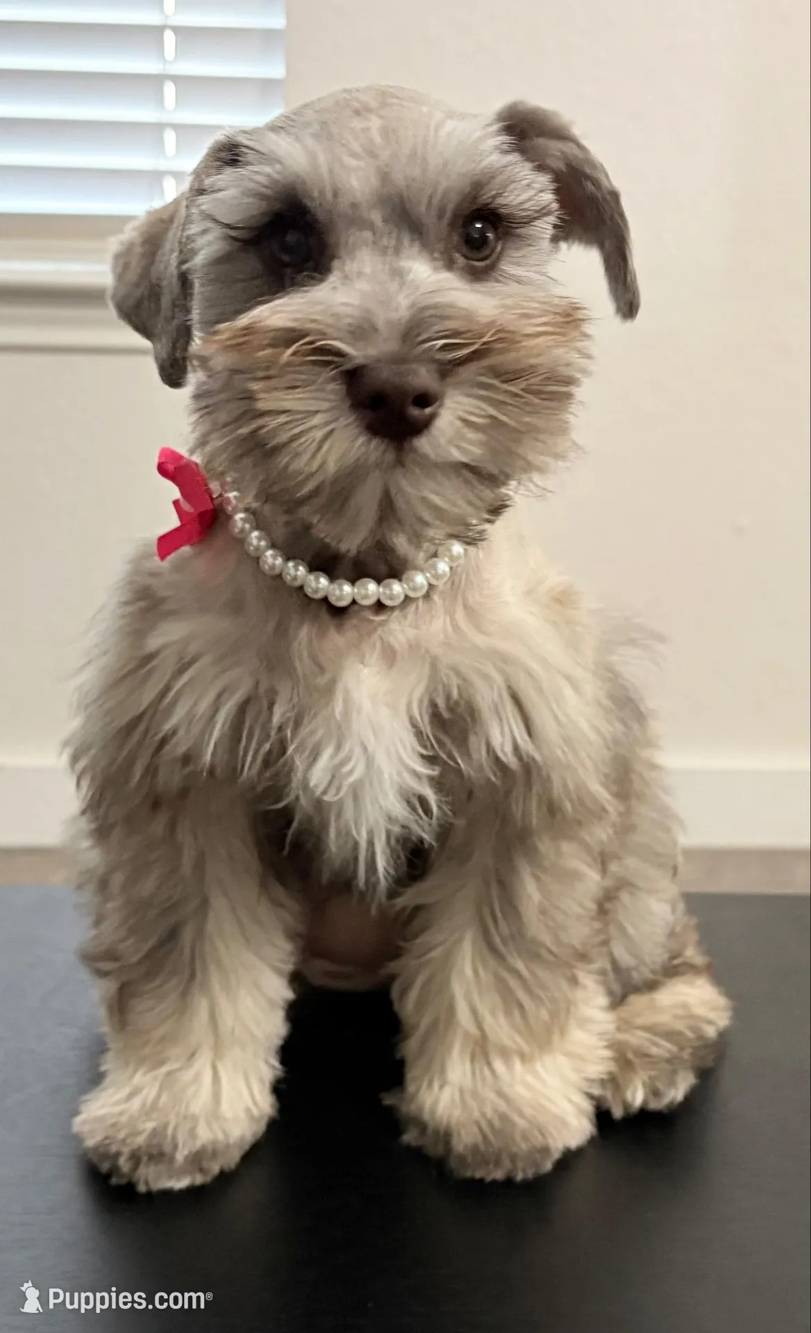 AKC - Sally, a female Miniature Schnauzer for sale in Woodway, TX – Photo 1 of 9