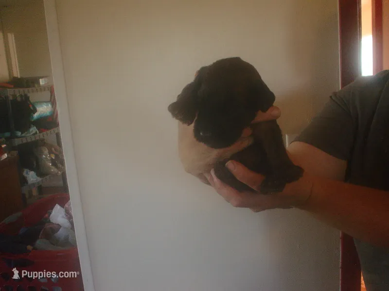 Tawny Male – Briard puppy for sale in Sierra Vista, AZ