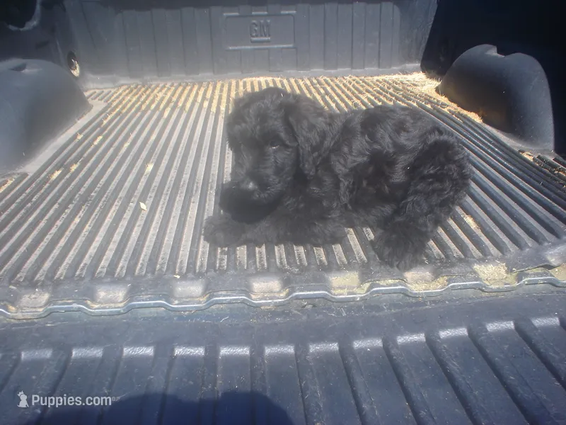 Black Male – Briard puppy for sale in Sierra Vista, AZ