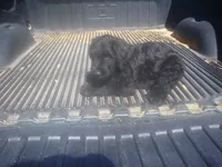Black Male, a male Briard for sale in Sierra Vista, AZ – 1 of 1