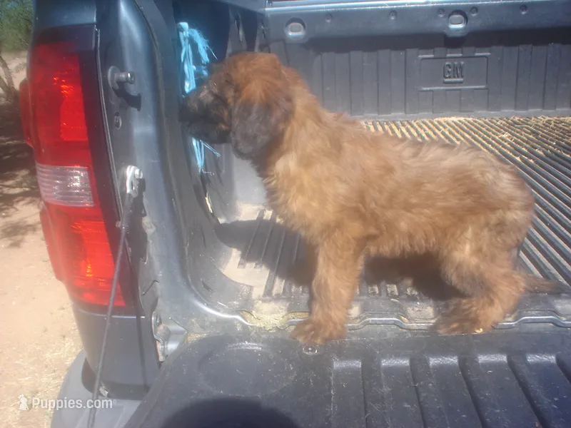 Tawny Male – Briard puppy for sale in Sierra Vista, AZ