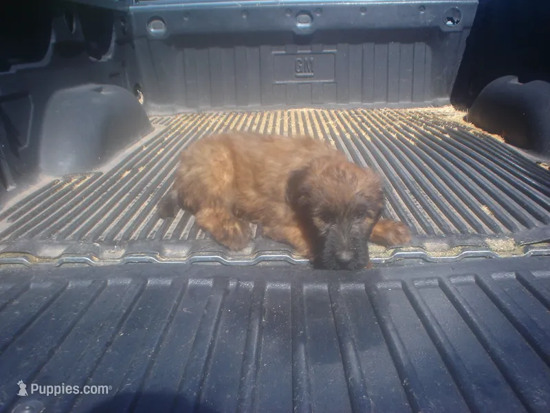 Tawny Female – Briard puppy for sale in Sierra Vista, AZ
