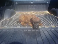 Tawny Female, a female Briard for sale in Sierra Vista, AZ – 1 of 1