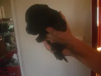 Black Male, a male Briard for sale in Sierra Vista, AZ – 1 of 1