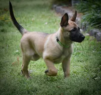 Esther, a female Belgian Malinois and German Shepherd Dog for sale in Sarasota, FL – 6 of 10