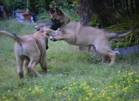 Esther, a female Belgian Malinois and German Shepherd Dog for sale in Sarasota, FL – 2 of 10
