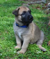 Levi , a male Belgian Malinois and German Shepherd Dog for sale in Sarasota, FL – 5 of 10