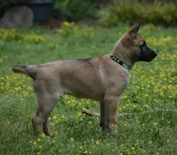 Esther, a female Belgian Malinois and German Shepherd Dog for sale in Sarasota, FL – 5 of 10