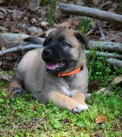 Ezra , a female Belgian Malinois and German Shepherd Dog for sale in Sarasota, FL – 8 of 9