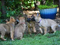 Jude, a female Belgian Malinois and German Shepherd Dog for sale in Sarasota, FL – 7 of 10