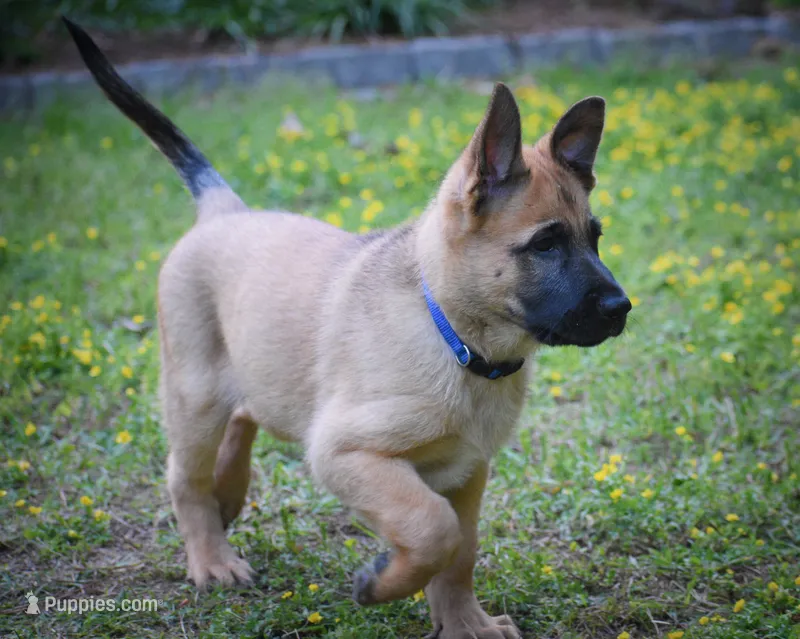 Levi  – Belgian Malinois, German Shepherd Dog puppy for sale in Sarasota, FL