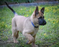 Levi , a male Belgian Malinois and German Shepherd Dog for sale in Sarasota, FL – 1 of 10