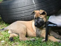 Levi , a male Belgian Malinois and German Shepherd Dog for sale in Sarasota, FL – 9 of 10
