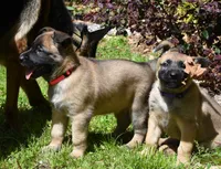 Genesis, a male Belgian Malinois and German Shepherd Dog for sale in Sarasota, FL – 3 of 7