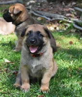Genesis, a male Belgian Malinois and German Shepherd Dog for sale in Sarasota, FL – 4 of 7