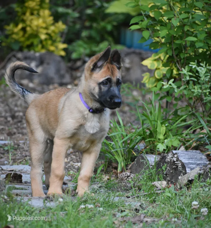 Jude – Belgian Malinois, German Shepherd Dog puppy for sale in Sarasota, FL