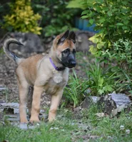 Jude, a female Belgian Malinois and German Shepherd Dog for sale in Sarasota, FL – 1 of 10