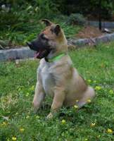 Esther, a female Belgian Malinois and German Shepherd Dog for sale in Sarasota, FL – 3 of 10