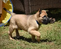 Levi , a male Belgian Malinois and German Shepherd Dog for sale in Sarasota, FL – 10 of 10
