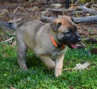 Ezra , a female Belgian Malinois and German Shepherd Dog for sale in Sarasota, FL – 7 of 9