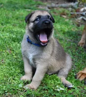 Levi , a male Belgian Malinois and German Shepherd Dog for sale in Sarasota, FL – 6 of 10