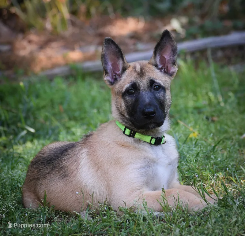 Esther – Belgian Malinois, German Shepherd Dog puppy for sale in Sarasota, FL
