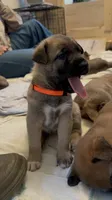 Ezra , a female Belgian Malinois and German Shepherd Dog for sale in Sarasota, FL – 5 of 9