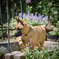 Jude, a female Belgian Malinois and German Shepherd Dog for sale in Sarasota, FL – 2 of 10