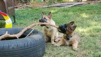 Esther, a female Belgian Malinois and German Shepherd Dog for sale in Sarasota, FL – 7 of 10
