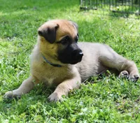 Levi , a male Belgian Malinois and German Shepherd Dog for sale in Sarasota, FL – 8 of 10