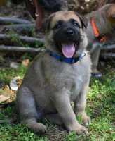 Levi , a male Belgian Malinois and German Shepherd Dog for sale in Sarasota, FL – 7 of 10