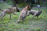 Esther, a female Belgian Malinois and German Shepherd Dog for sale in Sarasota, FL – 8 of 10