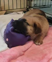 Jude, a female Belgian Malinois and German Shepherd Dog for sale in Sarasota, FL – 6 of 10