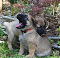 Genesis, a male Belgian Malinois and German Shepherd Dog for sale in Sarasota, FL – 6 of 7