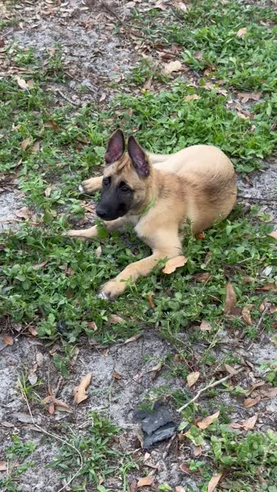 Esther, a female Belgian Malinois and German Shepherd Dog for sale in Sarasota, FL – 9 of 10