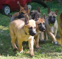 Esther, a female Belgian Malinois and German Shepherd Dog for sale in Sarasota, FL – 4 of 10