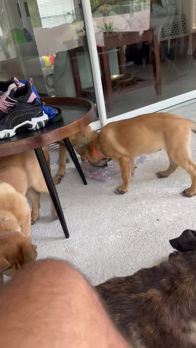 Ezra , a female Belgian Malinois and German Shepherd Dog for sale in Sarasota, FL – 4 of 9