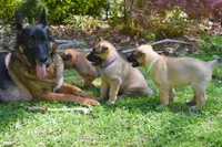 Jude, a female Belgian Malinois and German Shepherd Dog for sale in Sarasota, FL – 10 of 10
