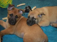 Jude, a female Belgian Malinois and German Shepherd Dog for sale in Sarasota, FL – 9 of 10