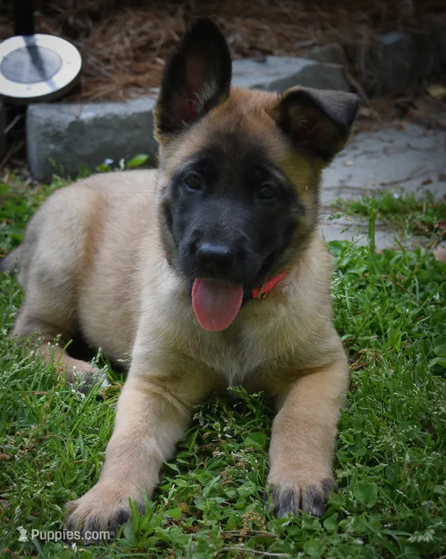 Ezra  – Belgian Malinois, German Shepherd Dog puppy for sale in Sarasota, FL