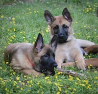 Genesis, a male Belgian Malinois and German Shepherd Dog for sale in Sarasota, FL – 2 of 7