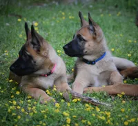 Levi , a male Belgian Malinois and German Shepherd Dog for sale in Sarasota, FL – 2 of 10