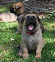 Genesis, a male Belgian Malinois and German Shepherd Dog for sale in Sarasota, FL – 5 of 7