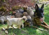 Esther, a female Belgian Malinois and German Shepherd Dog for sale in Sarasota, FL – 10 of 10