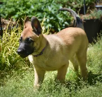 Jude, a female Belgian Malinois and German Shepherd Dog for sale in Sarasota, FL – 4 of 10