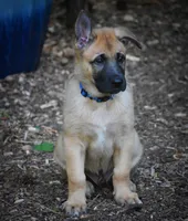 Levi , a male Belgian Malinois and German Shepherd Dog for sale in Sarasota, FL – 3 of 10