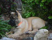 Ezra , a female Belgian Malinois and German Shepherd Dog for sale in Sarasota, FL – 2 of 9
