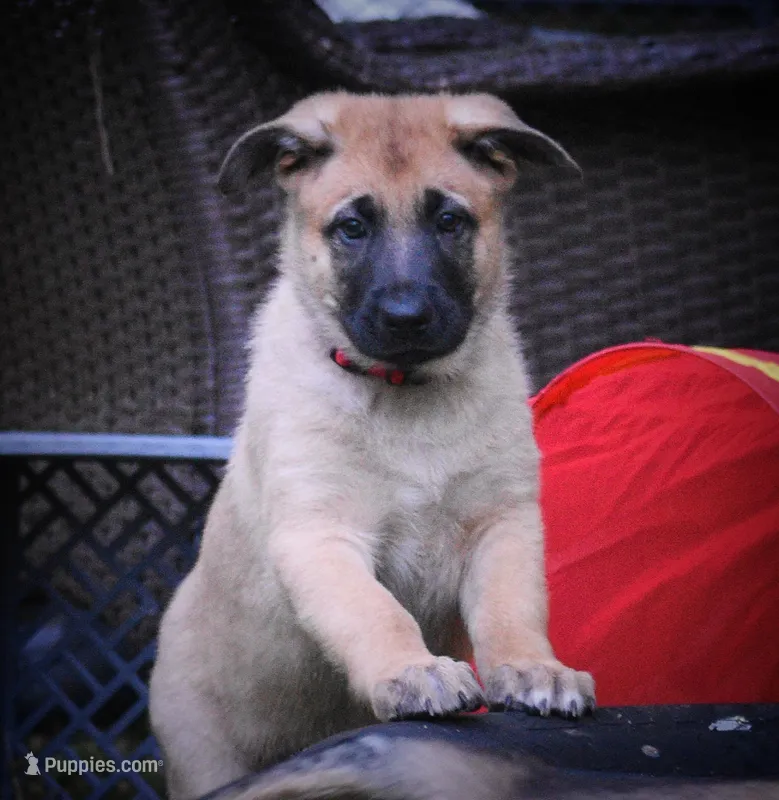 Genesis – Belgian Malinois, German Shepherd Dog puppy for sale in Sarasota, FL