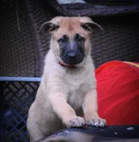 Genesis, a male Belgian Malinois and German Shepherd Dog for sale in Sarasota, FL – 1 of 7